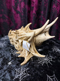 Antique Dragon Skull Head 26 x 17cm