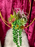 Succulent Moon Hanger - Home Decor Display