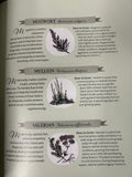 The Green Witch Illustrated
