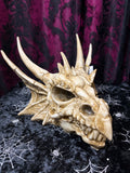 Antique Dragon Skull Head 26 x 17cm