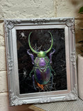 Home Decor - Bugs Bugs Bugs frame