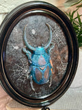 Home Decor - Bugs Bugs Bugs frame (Glow in the Dark)