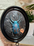 Home Decor - Bugs Bugs Bugs frame (Glow in the Dark)