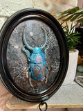 Home Decor - Bugs Bugs Bugs frame (Glow in the Dark)