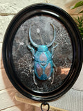 Home Decor - Bugs Bugs Bugs frame (Glow in the Dark)