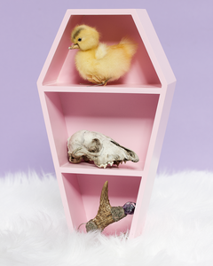 Sourpuss Coffin Shelf - Pink